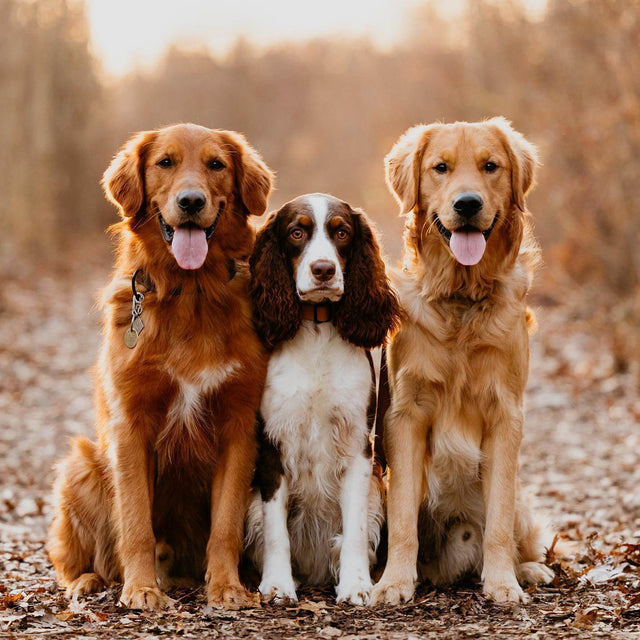 The Aromatic Symphony of Terpenes and Their Health Benefits for Dogs