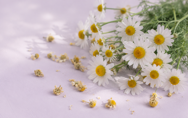 Chamomile