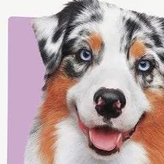 Maki, Mason's Australian shepherd