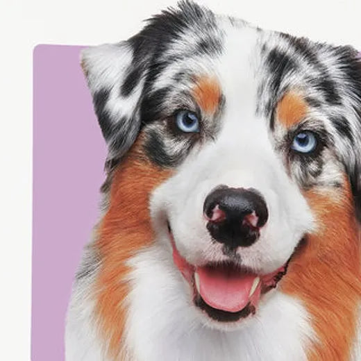 A calmer, happier Australian shepherd